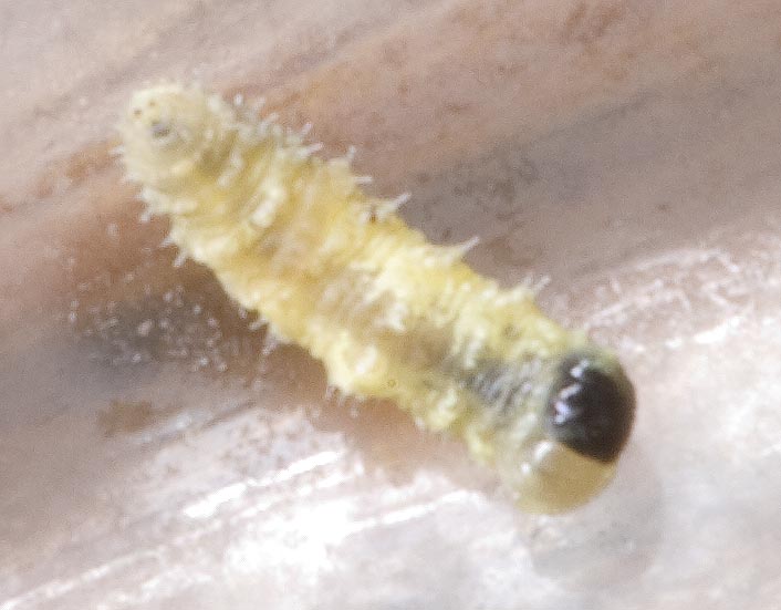 Larva di coccinella ? no, di sirfide